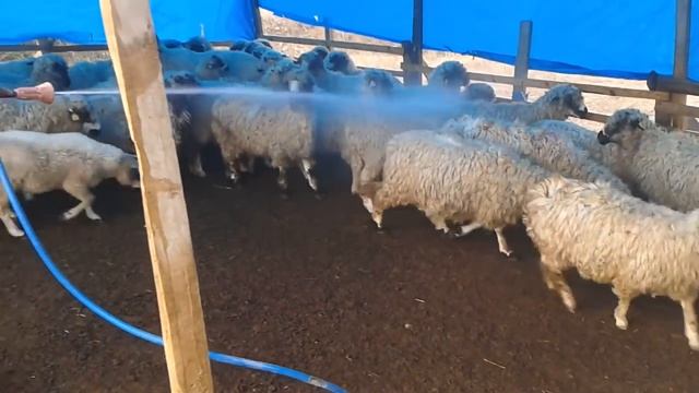 Türk Fiat A 50 traktör ile Koyun Yıkama Tekniği смотреть онлайн