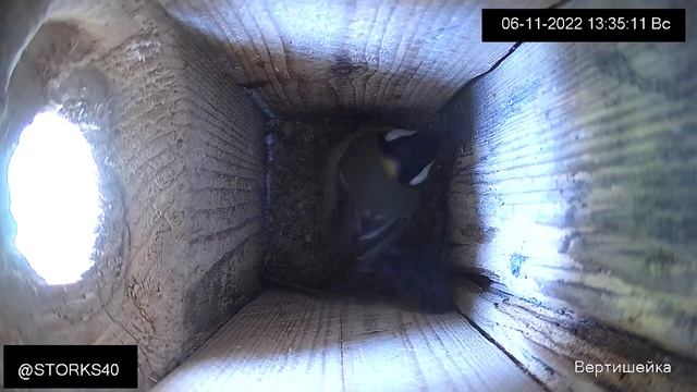 Синица наводит порядок в домике смотреть онлайн