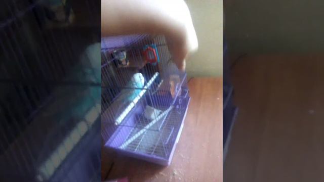 Попугай хотел укусить смотреть онлайн