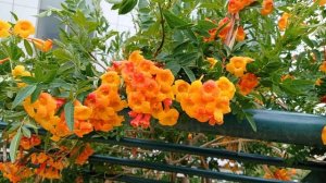 Кампсис укореняющийся, описание и сорта. Условия выращивания кампсиса