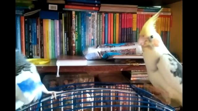 Говорящий волнистик достаёт кореллу. Budgie and cockatiel смотреть онлайн