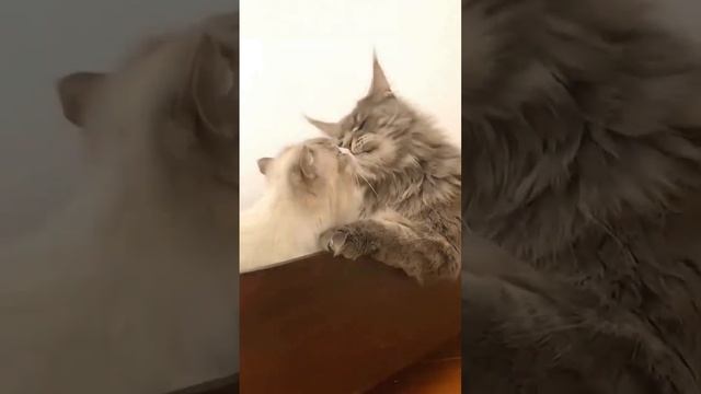 Сегодня отмечается Всемирный день поцелуев смотреть онлайн