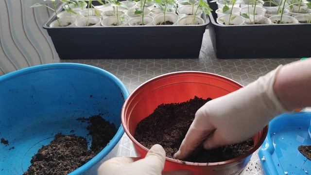 Посадка каллы Манго, грунт, горшок, дренаж смотреть онлайн