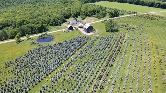 House And Tree Farm With Barns And Greenhouse In Rexville NY Collectible Conifers