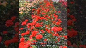 Роза Кордес бриллиант