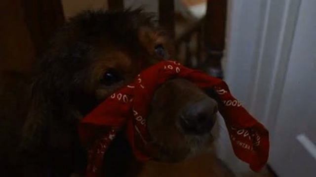 Флюк / Fluke 2 часть