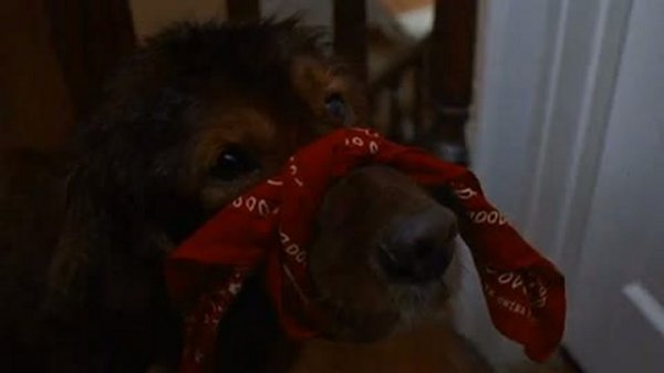 Флюк / Fluke 2 часть