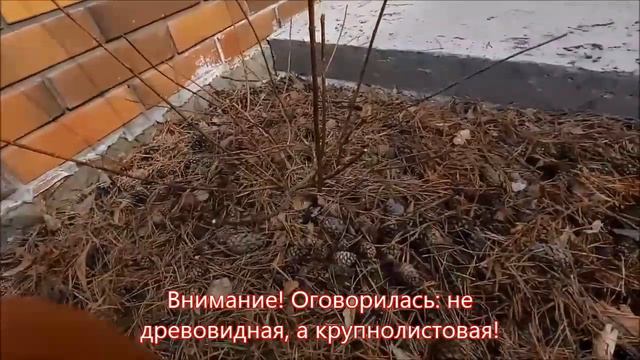 Весенняя обрезка гортензии смотреть онлайн