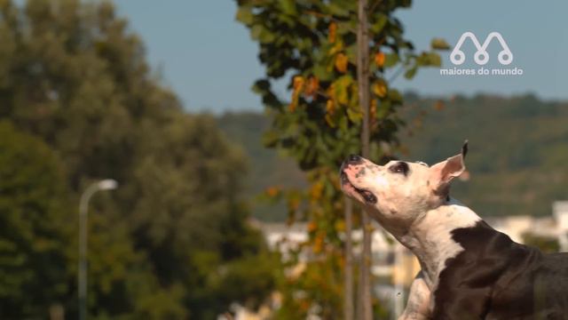 LEOPARDO vs PITBULL: QUEM VENCE ESSA BATALHA? смотреть онлайн