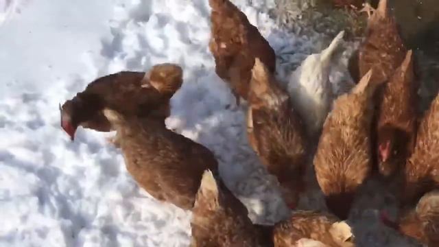 Не сидится дома да и на курей посмотреть как они на снегу... смотреть онлайн