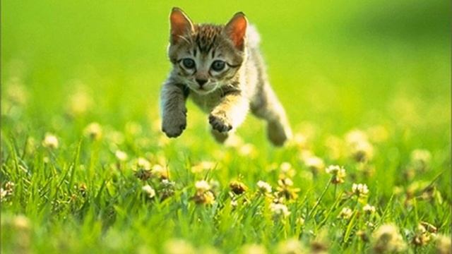 Песня Котенка смотреть онлайн