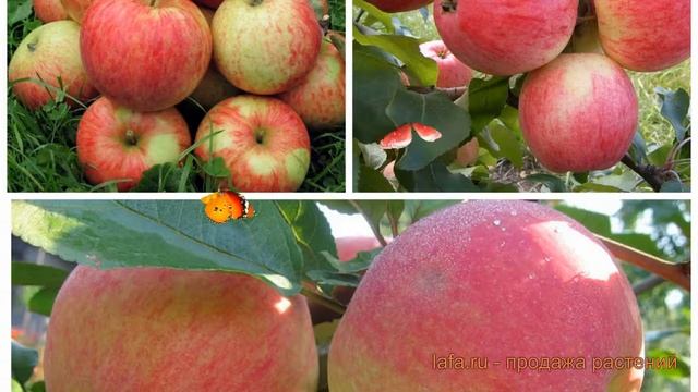 Яблоня обыкновенная Мелба - Конфетное - Орлинка ? обзор: как сажать, саженцы яблони смотреть онлайн