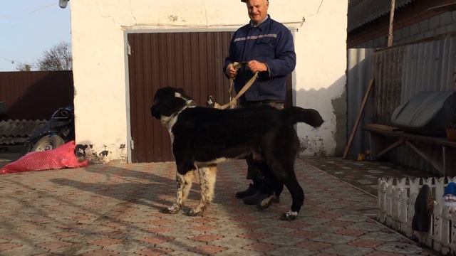 КАРАХАН 11 мес. сын БУРАНА и ЖУЛИ правнук АЛАПАРА по низу внук ДЖАФАРА. смотреть онлайн
