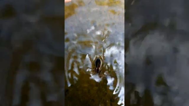 Самка паука-рыбака, водяного паука. смотреть онлайн