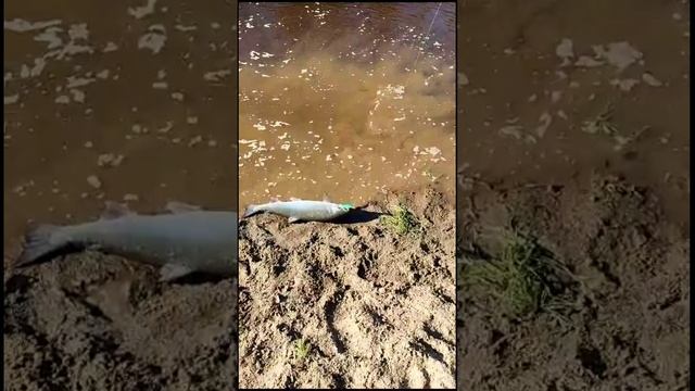 Ловля кижуча на воблер 80 мм (13 гр) от Mr. Musurok