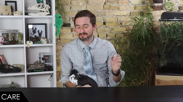 Rabbit, The Best Pet Mammal? смотреть онлайн