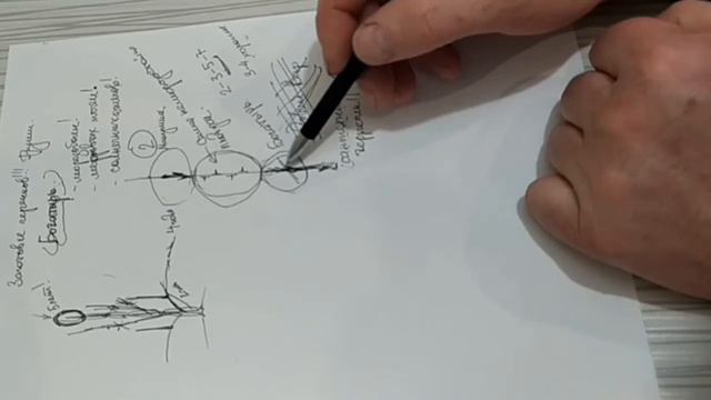 нарезка черенков для создания лучшего дерева груши смотреть онлайн