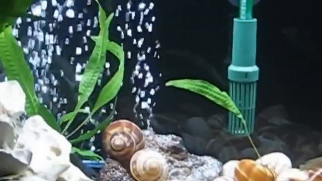 Shell Dweller Planted Update/ Java Fern- Let me know what you think смотреть онлайн