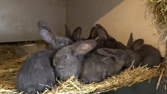 У Гервина в Голландии/Голубые фландры/Краснокоричневые фландры смотреть онлайн