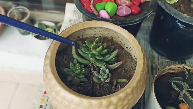 How and When to Water Succulents for Beginners//Watering tips for Beginners смотреть онлайн