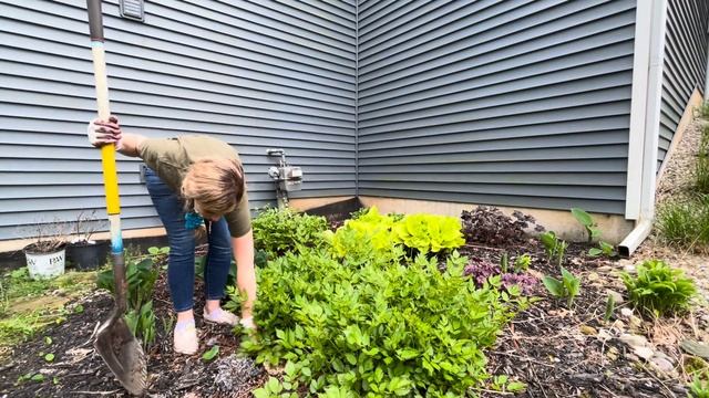 Time To Dig, Divide And Transplant Big And Overgrown Hosta And Astilbe To A New Garden