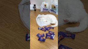 Софа всех обыграла!