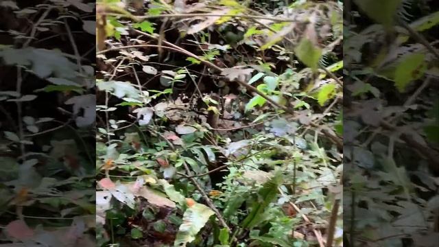 Грибное невезение! смотреть онлайн