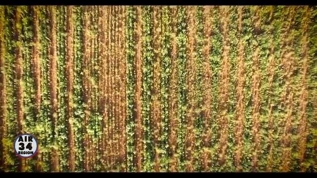 Волгоградец снял на видео пестрые поля с будущим урожаем. смотреть онлайн
