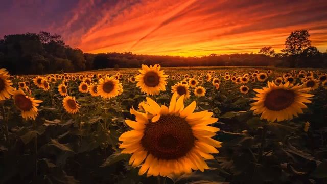 Можно ли курам есть подсолнухи ? смотреть онлайн