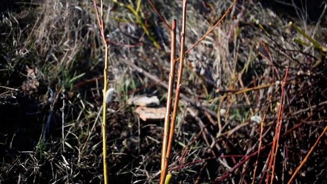 Их Вывезли Умирать,но они станут Большими Красивыми Деревьями смотреть онлайн