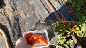 Томат Дрова красные. Так похож на Жигало и Весёлый гном или это сорта двойники 2022г