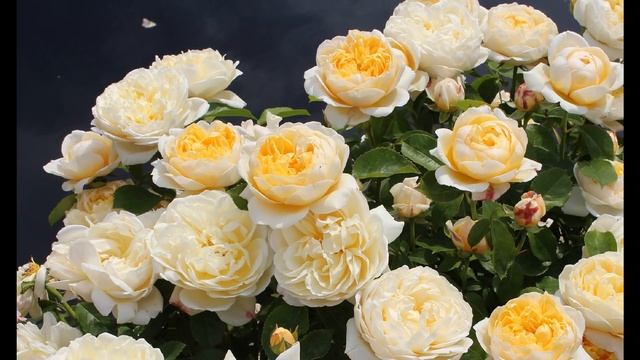 David Austin Rose Garden HD смотреть онлайн