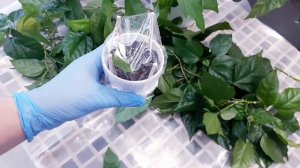 Как заставить ГИБИСКУС (Китайскую розу) цвести? Легко и Просто.