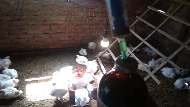 Сопли у кур ЛЕЧЕНИЕ! смотреть онлайн