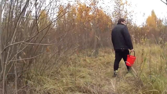 Выращиваем Благородные Грибы на Даче! ? Московская область, Звездный Городок. смотреть онлайн