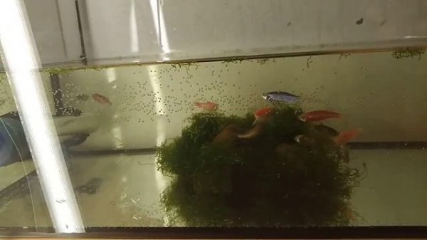 Нерест Данио гло