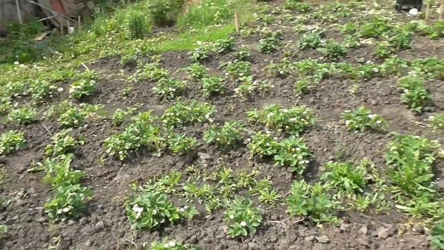 Хожу туда сюда и рассказываю о клубнике смотреть онлайн