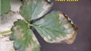 Определение нехватки элементов питания по листу клубники?. Дефицит элементов питания.