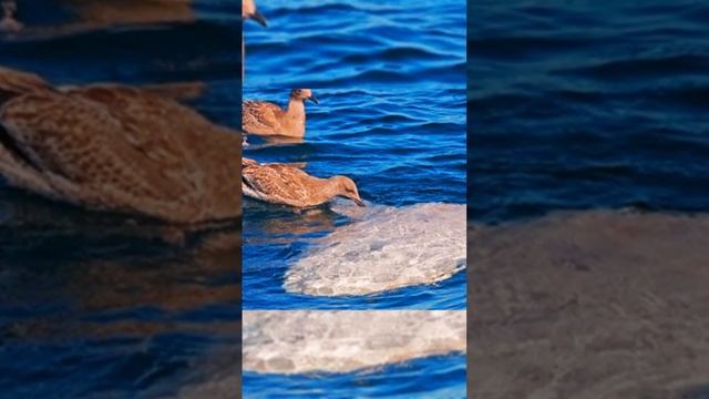 Самая Большая И Бесполезная Рыба В Океане #shorts смотреть онлайн