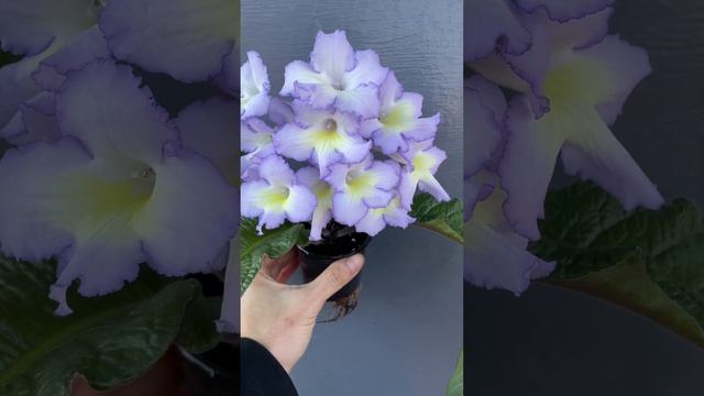Стрептокарпус OD-Гешефт. смотреть онлайн