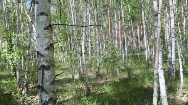 Березовая роща. Красота русской природы. смотреть онлайн