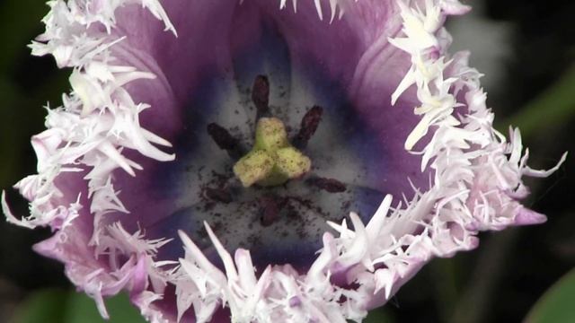 Canon Legria HF M46 смотреть онлайн