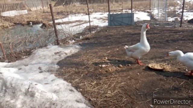 Котлеты в заморозку, мои зверушки,собираю яйцо.Обед белково овощной. смотреть онлайн