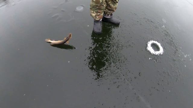 Рыболовный Ковчег