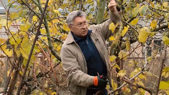 Ставропольский ботанический сад. Подготовка винограда к зиме. смотреть онлайн