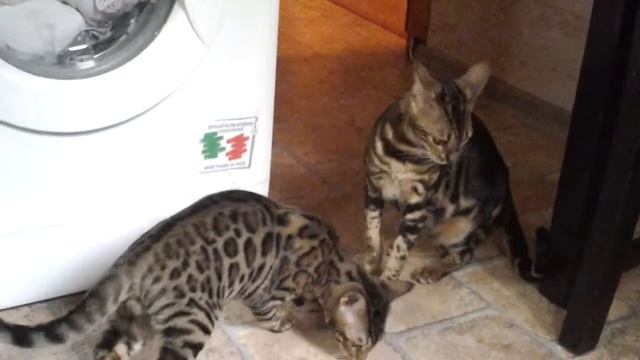 Бенгальская кошка кушает мясо смотреть онлайн