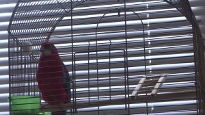 Попугай Розелла по имени Пиксик поёт!