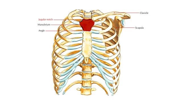 HOW TO DRAW MUSCLES FOR BEGINNERS (MALE TORSO) смотреть онлайн
