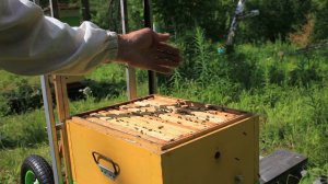 Контроль приёма маток,  проблемная семья