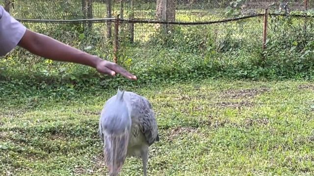 The Elusive Shoebill
